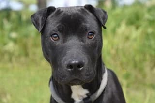AXEL, male 4yo Mixed Breed for adoption at El Refugio Madrid, Madrid