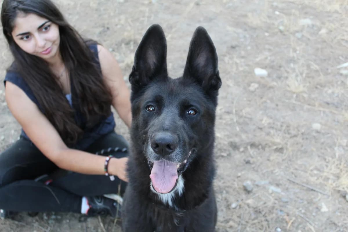 YANKO, Belgian Malinois (Protectora Malaga)