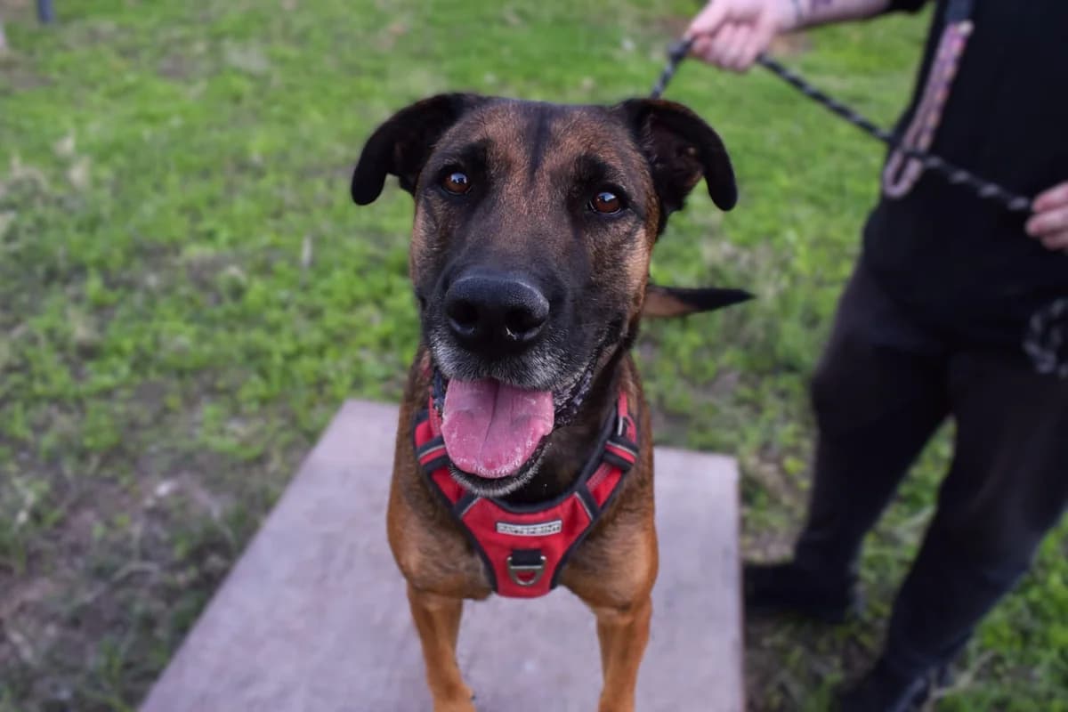 Blacky, brown male mixed breed for adoption at Protectora Malaga, Málaga