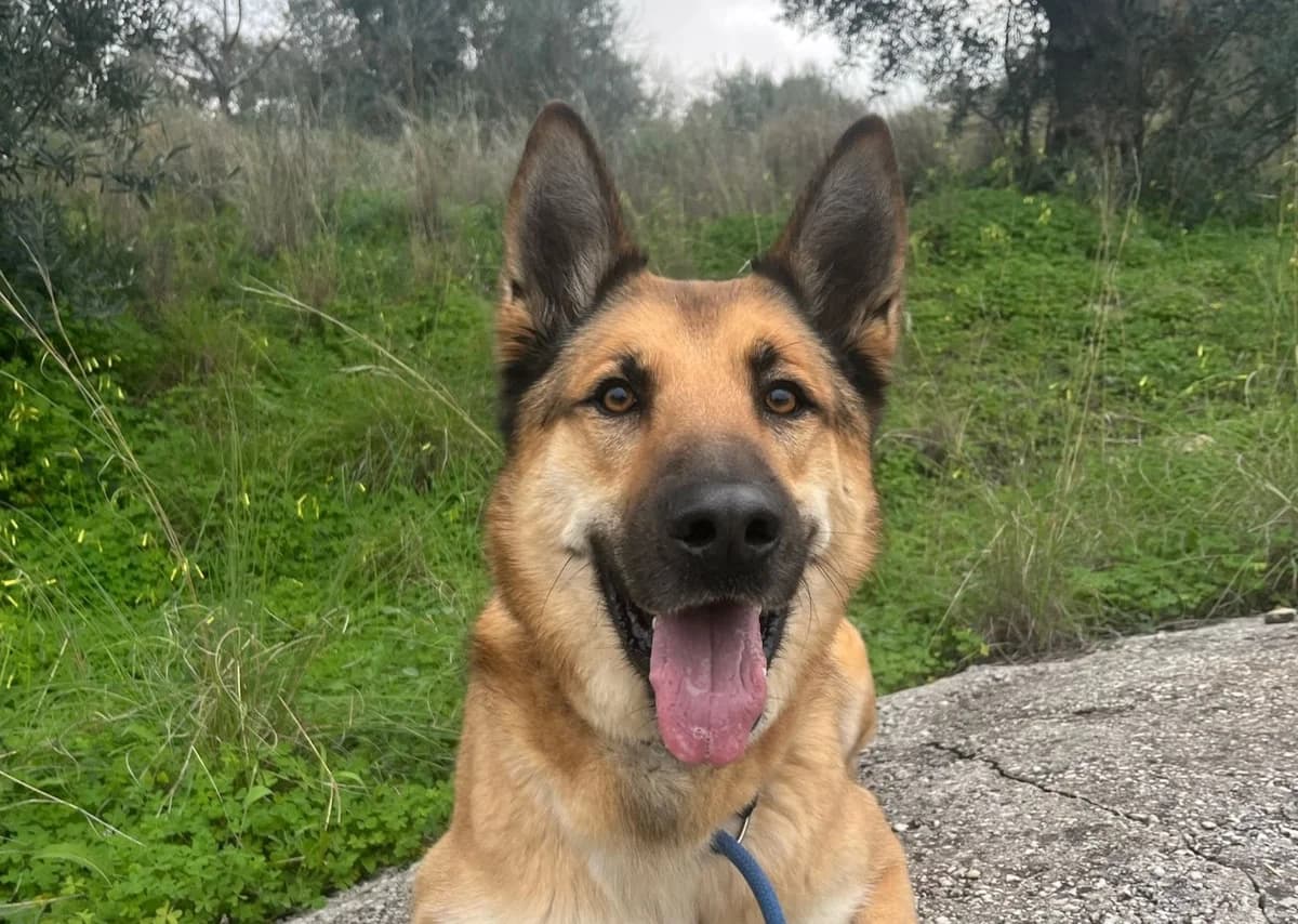 Zando, Belgian Malinois (Protectora Malaga)