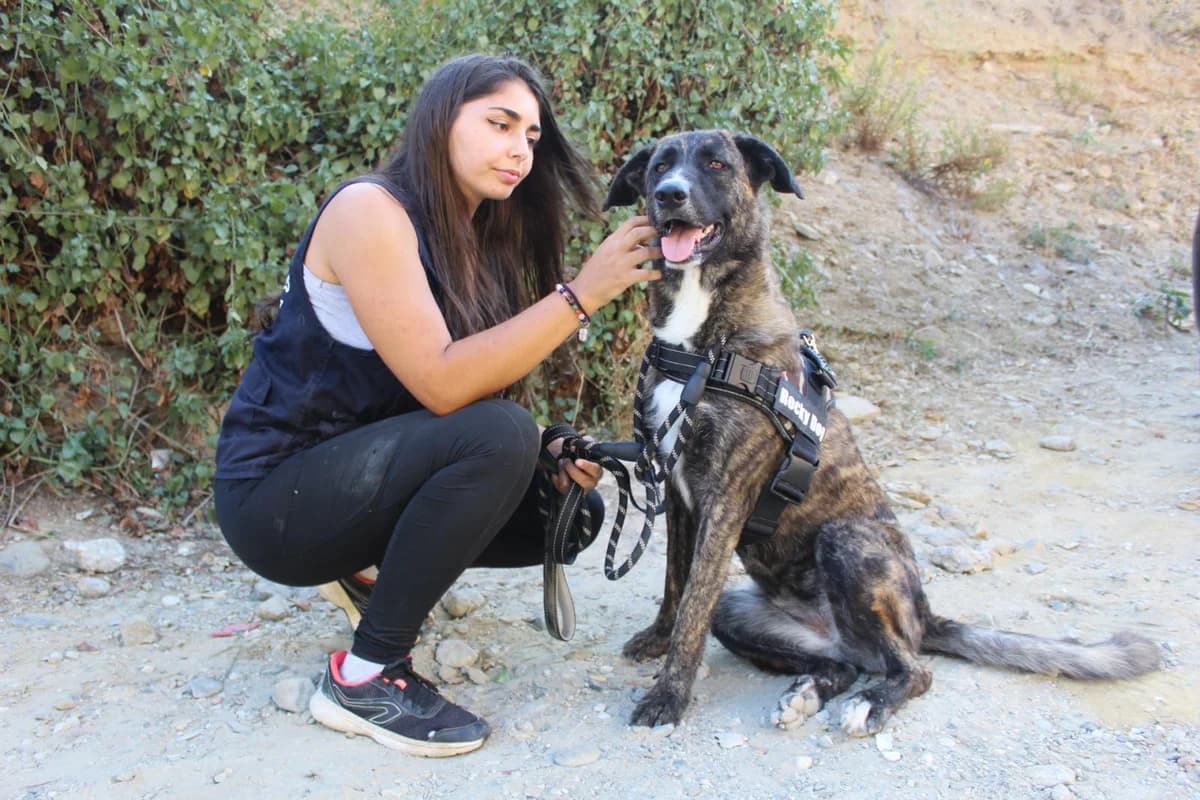 Damaris, Mixed Breed (Protectora Malaga)