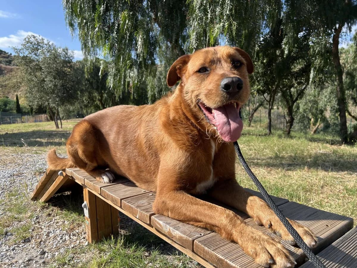 Rocky, Mixed Breed (Protectora Malaga)