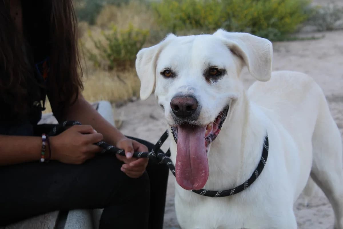 CELESTE, Mixed Breed (Protectora Malaga)