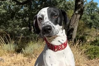 LUCKY II, male 3yo Mixed Breed for adoption at SAT Animal Rescue Torrevieja
