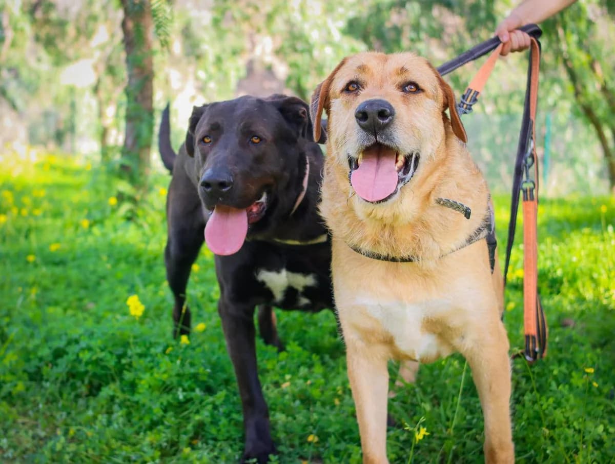 DINGO Y DRACO,  (Protectora Malaga)