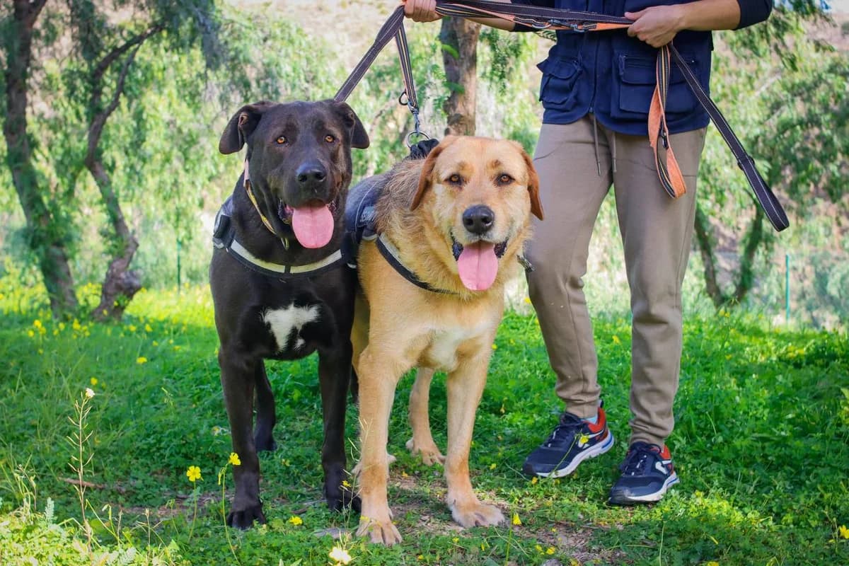 DINGO Y DRACO, male mixed breed for adoption at Protectora Malaga, Málaga
