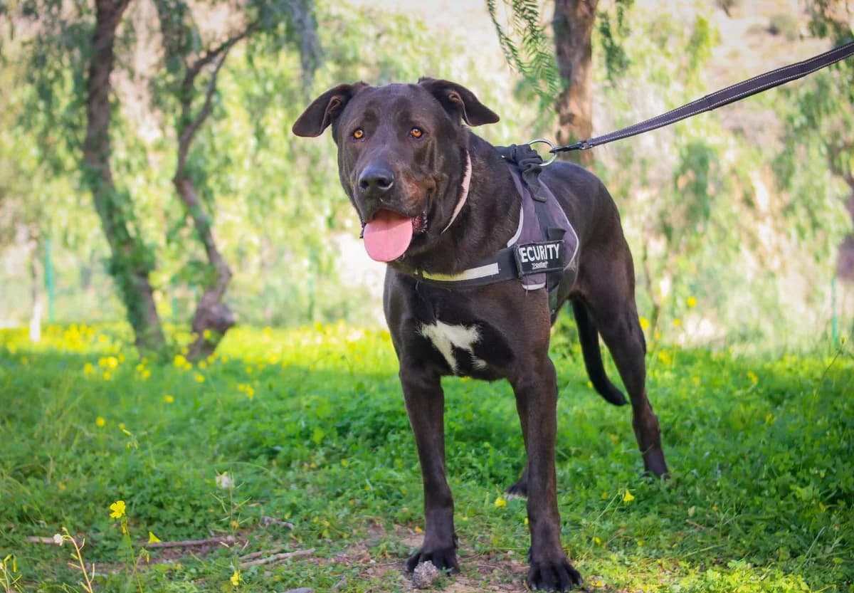 DINGO Y DRACO, male mixed breed for adoption at Protectora Malaga, Málaga