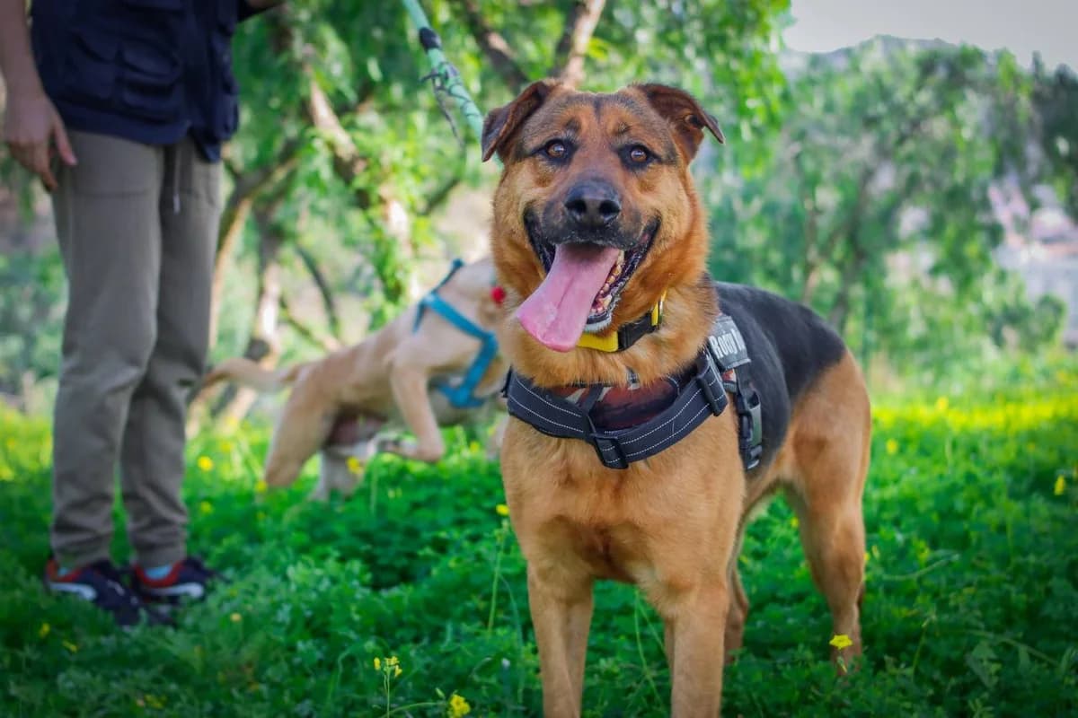 CARLA, female mixed breed for adoption at Protectora Malaga, Málaga