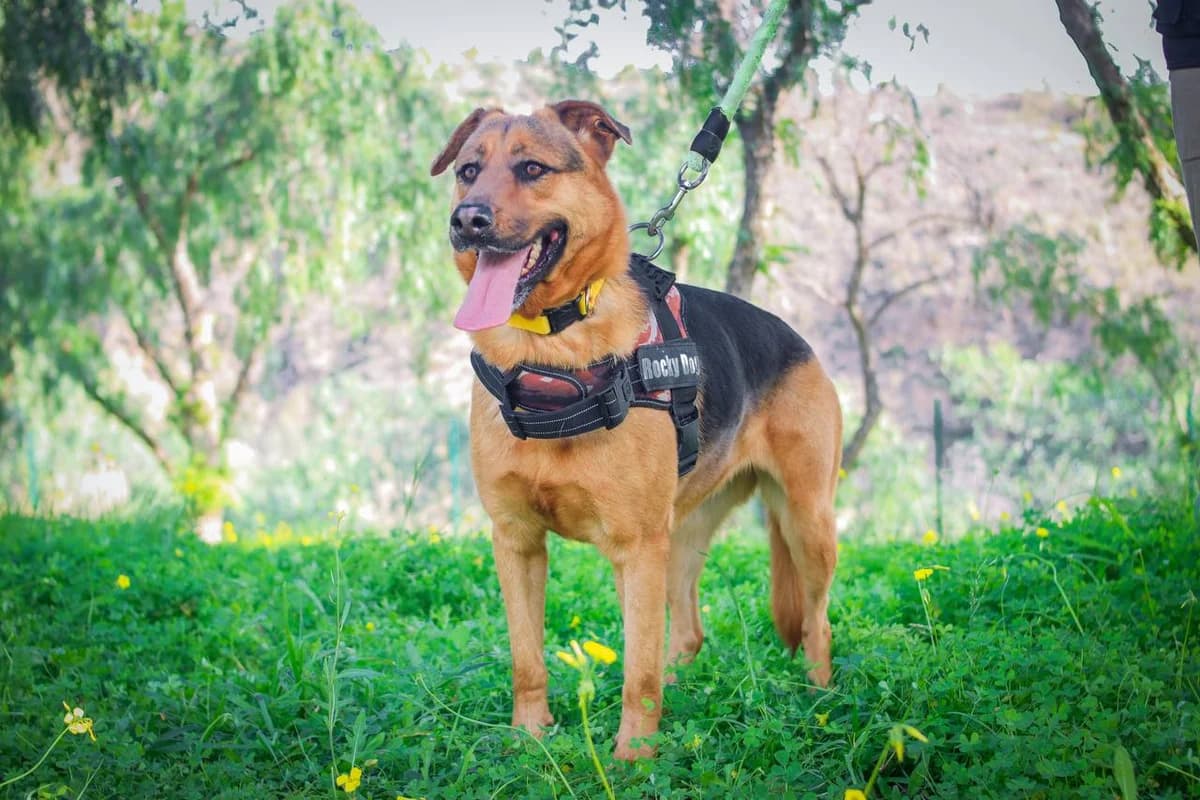 CARLA, female mixed breed for adoption at Protectora Malaga, Málaga