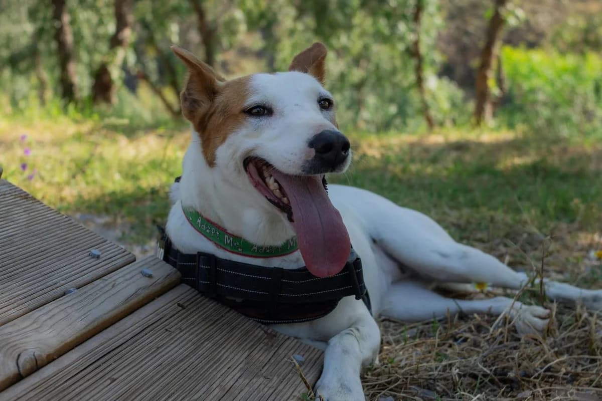 PETUNIA, Podenco (Protectora Malaga)