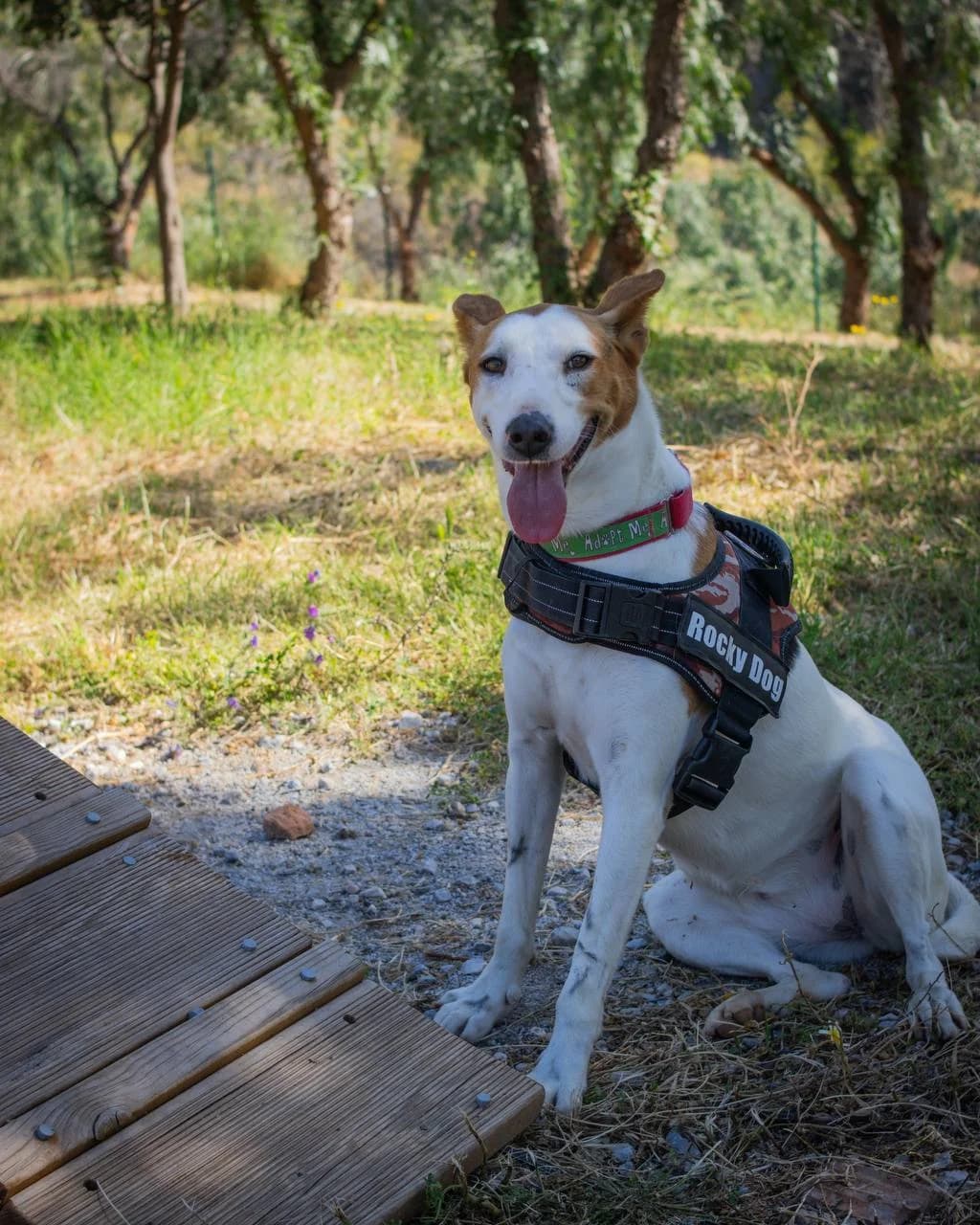 PETUNIA, female Podenco for adoption at Protectora Malaga, Málaga