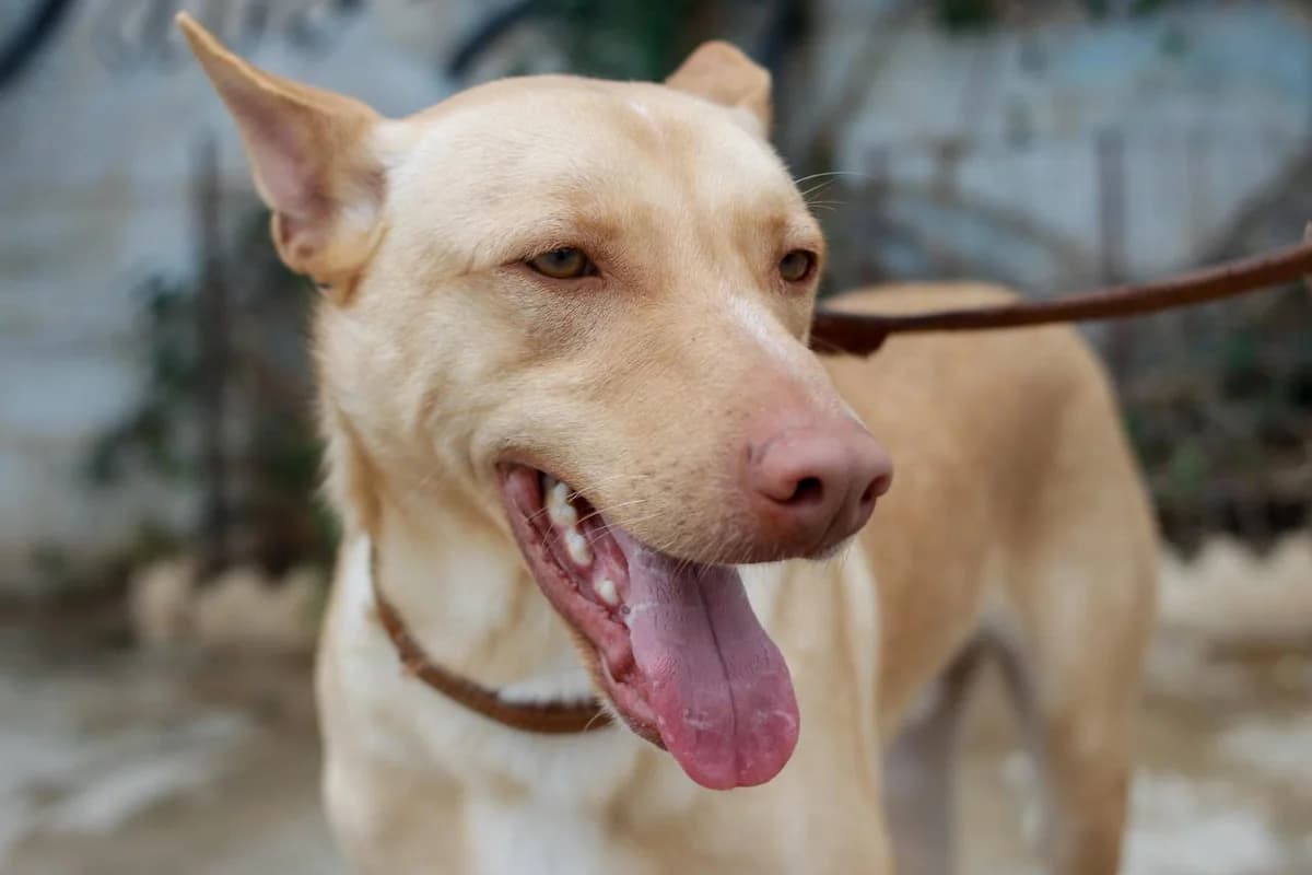 RUBIO, Podenco (Protectora Malaga)