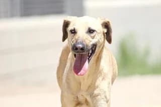 Raki, female senior Mixed Breed for adoption at El Refugio Madrid, Madrid
