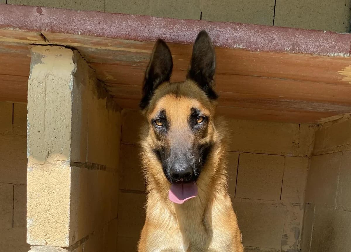 Simba Mali, Belgian Malinois (Protectora Malaga)