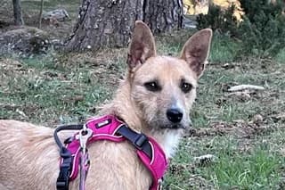 DANY, male 3yo Mixed Breed for adoption at El Refugio Madrid, Madrid