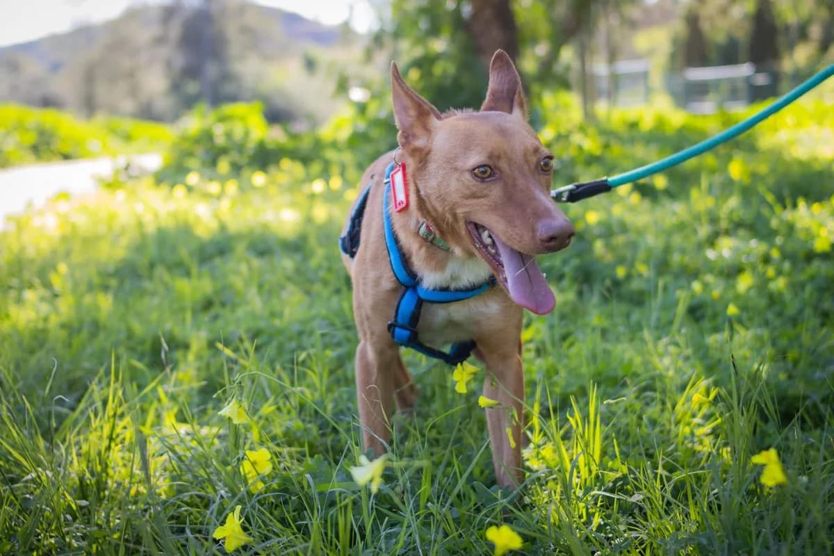 FRODO, Podenco (Protectora Malaga)