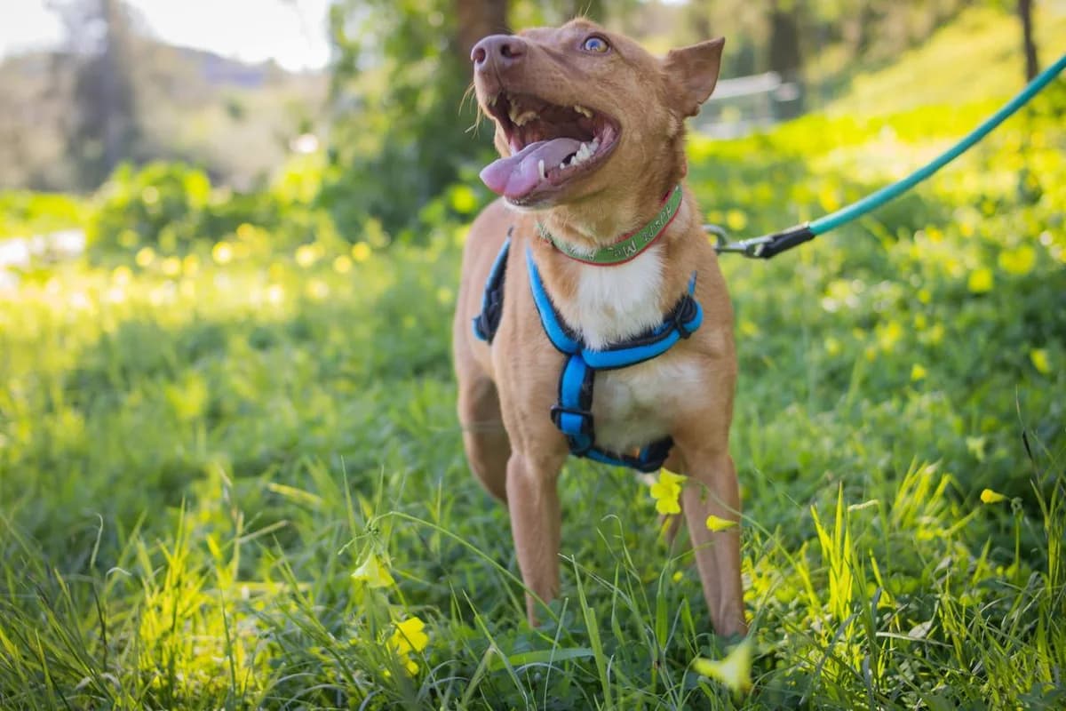 FRODO, male Podenco for adoption at Protectora Malaga, Málaga