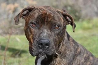 BROCK, male 4yo Mixed Breed for adoption at El Refugio Madrid, Madrid