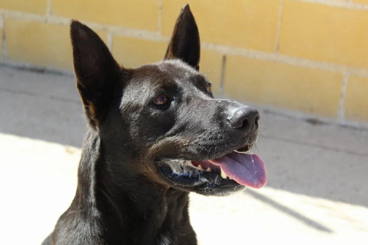 Pocholo, Mixed Breed (Protectora Malaga)