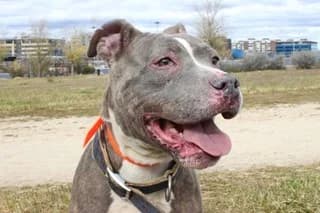 IRMA, female senior Pit Bull Terrier for adoption at El Refugio Madrid, Madrid