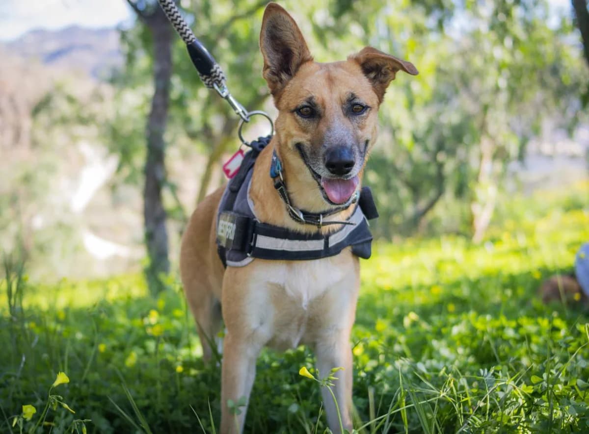 FOFITO, Podenco (Protectora Malaga)