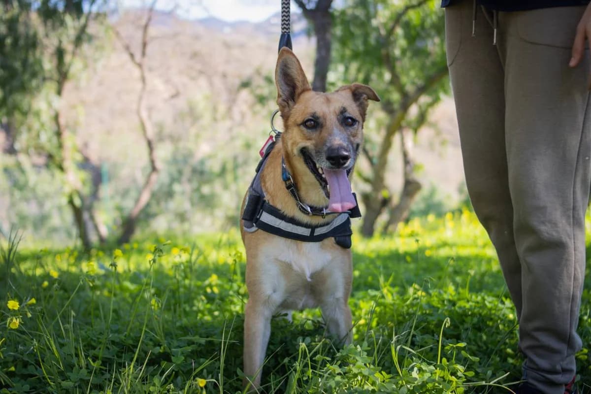 FOFITO, male Podenco for adoption at Protectora Malaga, Málaga