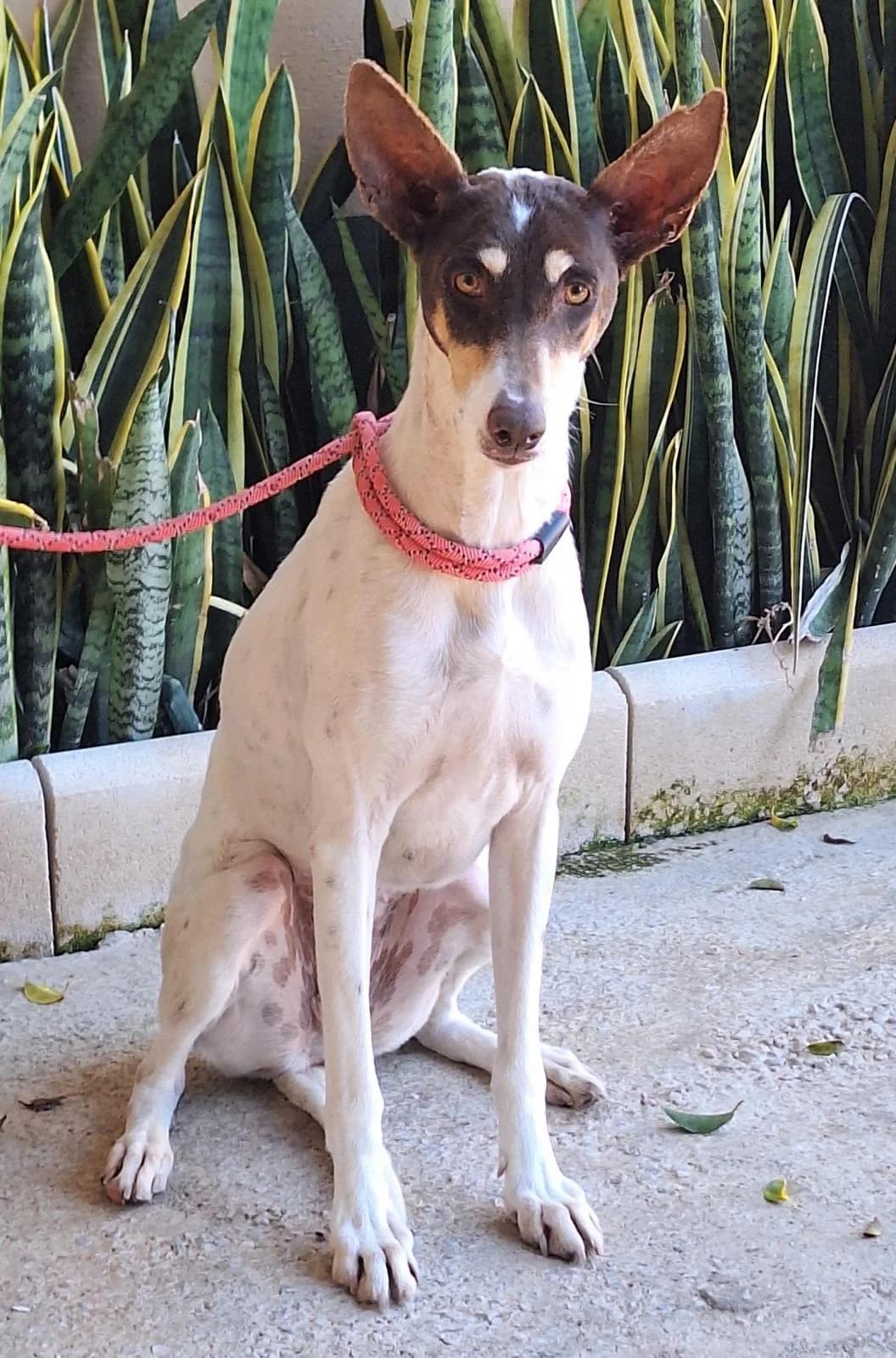 Adela, Podenco (Protectora Malaga)