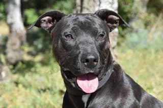 HELGE, black female Mixed Breed for adoption at El Refugio Madrid, Madrid