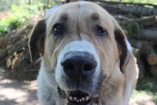 GAMBO, male 6yo Mixed Breed for adoption at El Refugio Madrid, Madrid