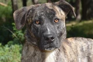 JACK, male 3yo Mixed Breed for adoption at El Refugio Madrid, Madrid