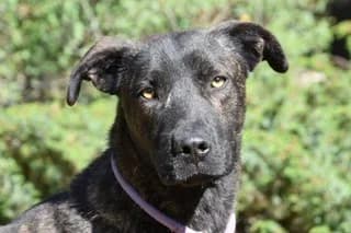 JOE, black male Mixed Breed for adoption at El Refugio Madrid, Madrid