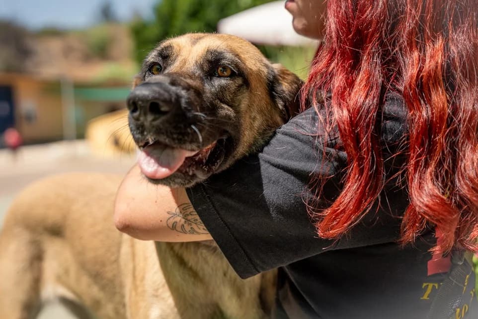 Albina, Belgian Malinois (Protectora Malaga)
