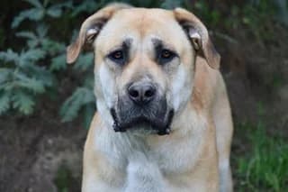 PEPA, female 4yo Mixed Breed for adoption at El Refugio Madrid, Madrid