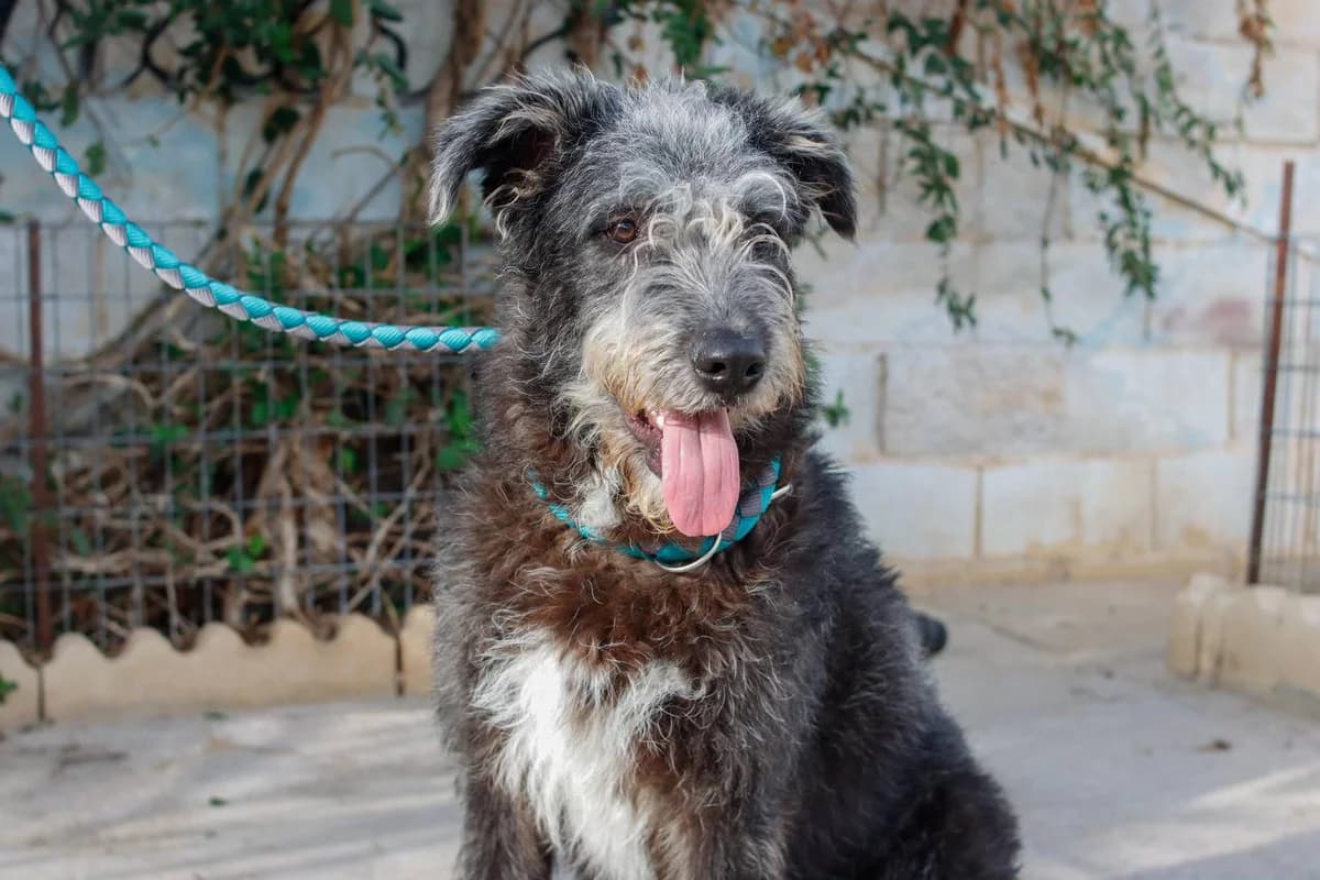 COCO, Mixed Breed (Protectora Malaga)
