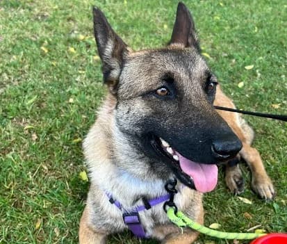 Cereza, Belgian Malinois (Protectora Malaga)