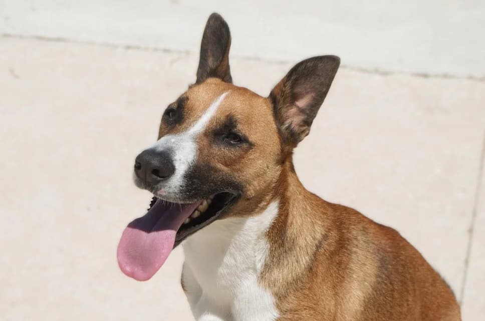 Brandon, Podenco (Protectora Malaga)