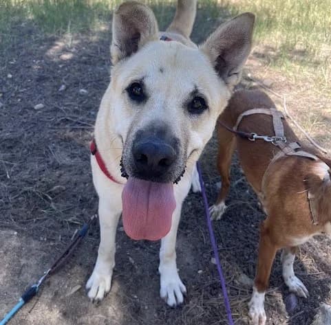 Maui, Mixed Breed (Protectora Malaga)