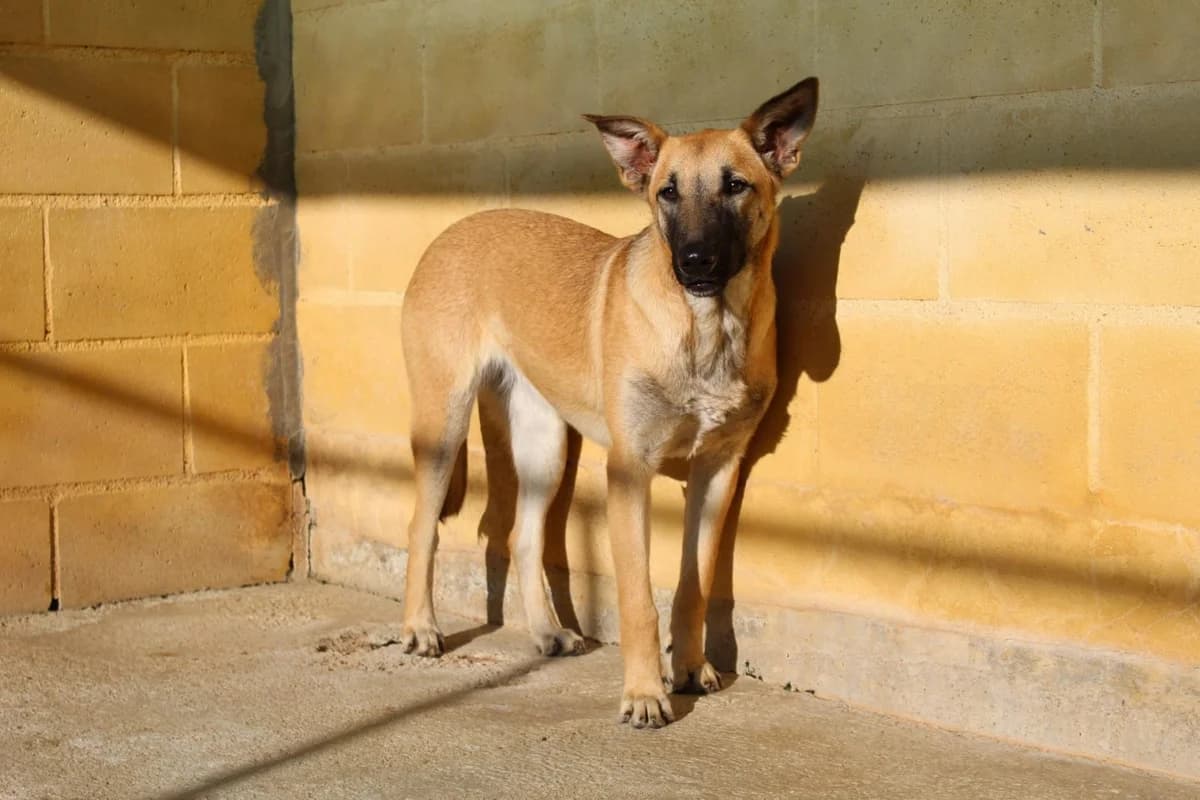 VELA, Belgian Malinois (Protectora Malaga)