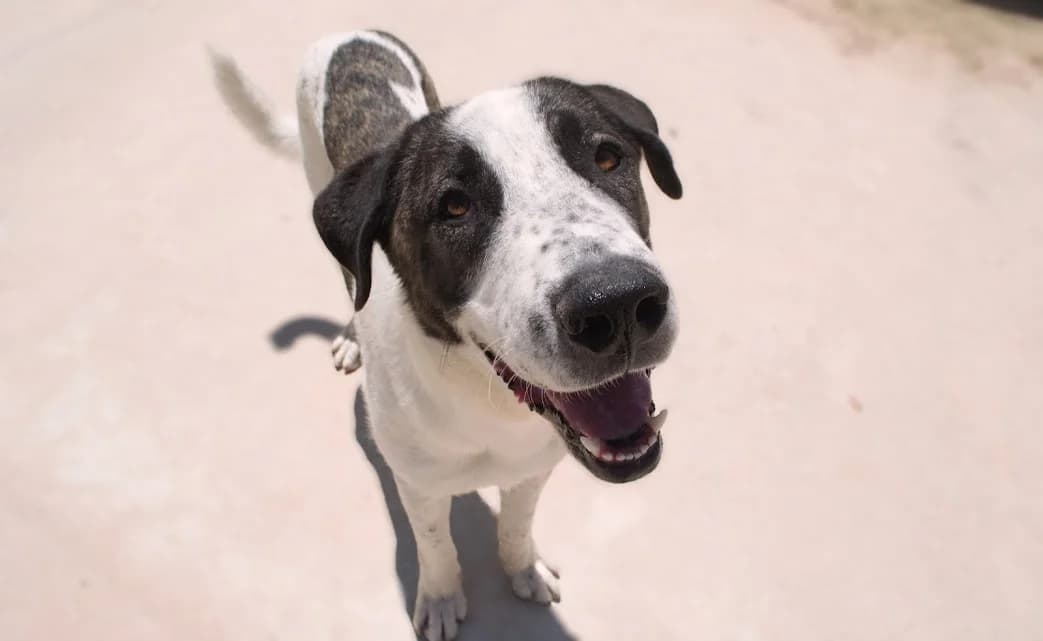Teddy, Mixed Breed (Protectora Malaga)