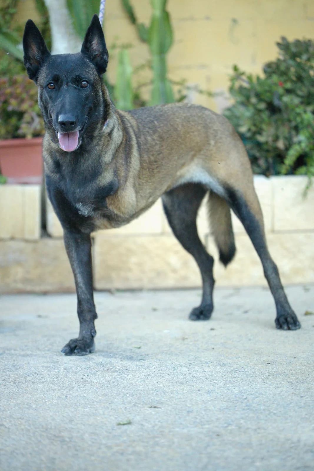 Pandora, fawn female Belgian Malinois for adoption at Protectora Malaga, Málaga