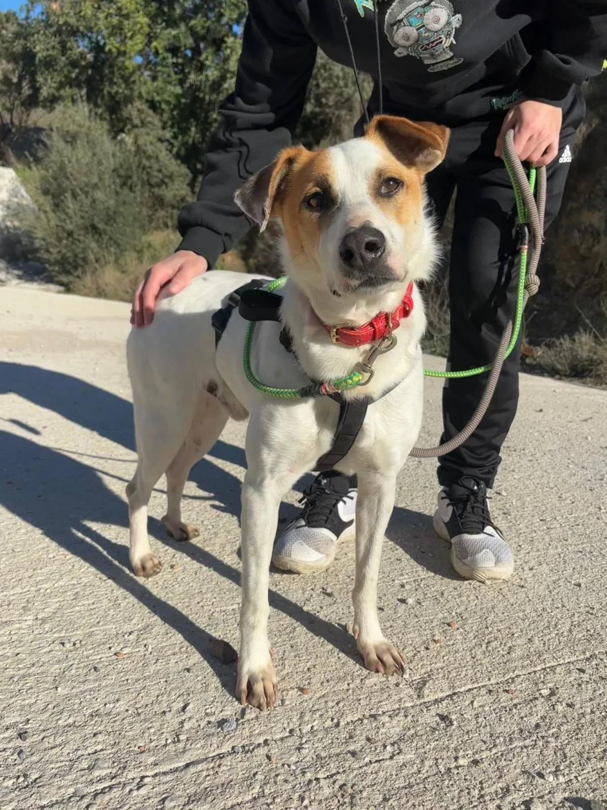 Truman, male Mixed Breed for adoption at Protectora Malaga, Málaga