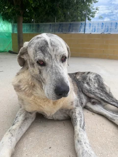 Aragon, Mixed Breed (Protectora Malaga)