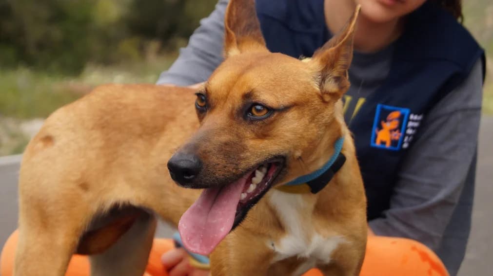 Carlota, Mixed Breed (Protectora Malaga)