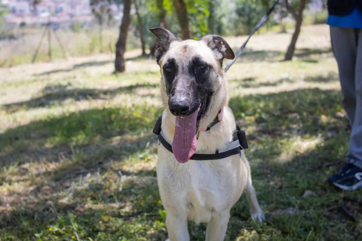 DAFNE, Mixed Breed (Protectora Malaga)