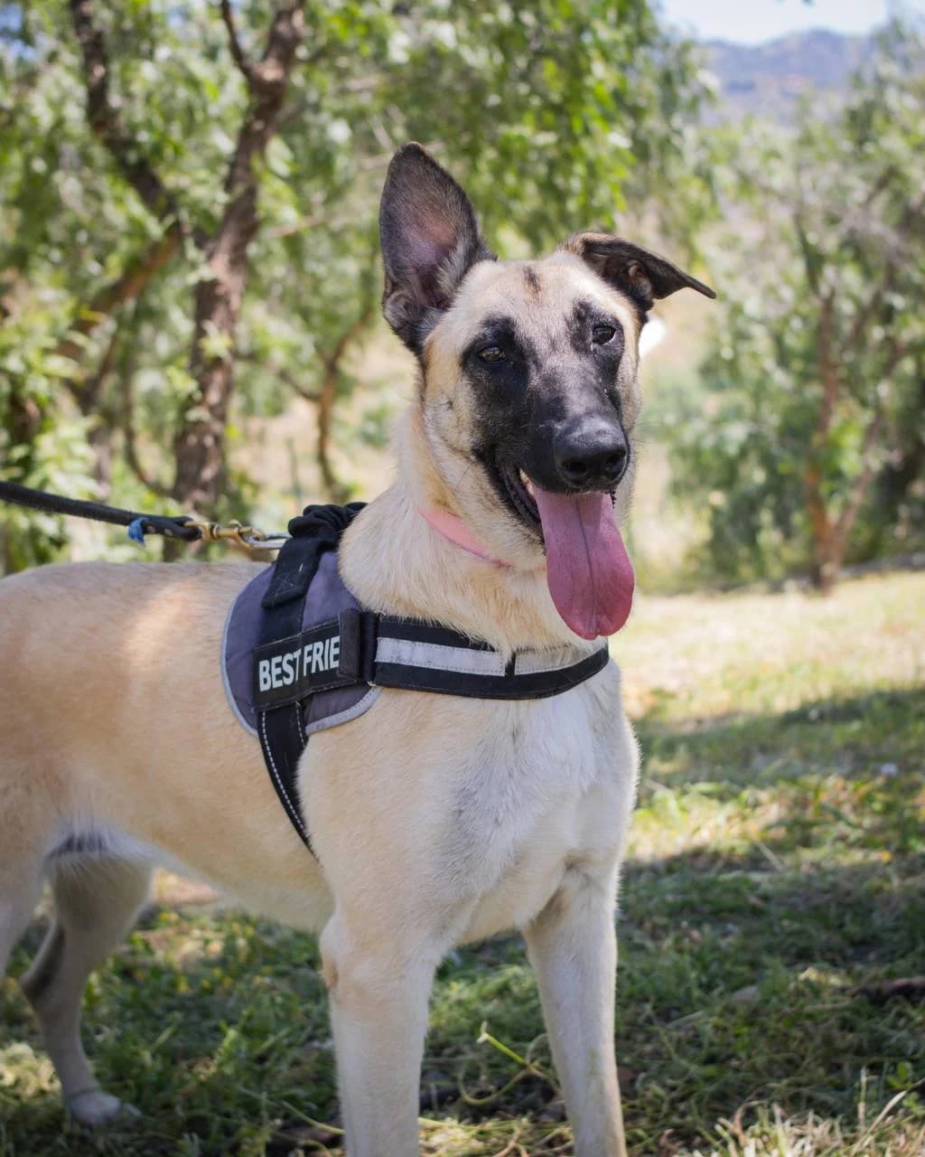 DAFNE, female Mixed Breed for adoption at Protectora Malaga, Málaga