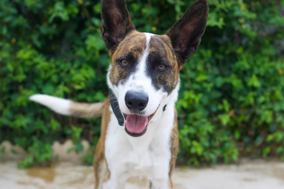 JORDI, Mixed Breed (Protectora Malaga)