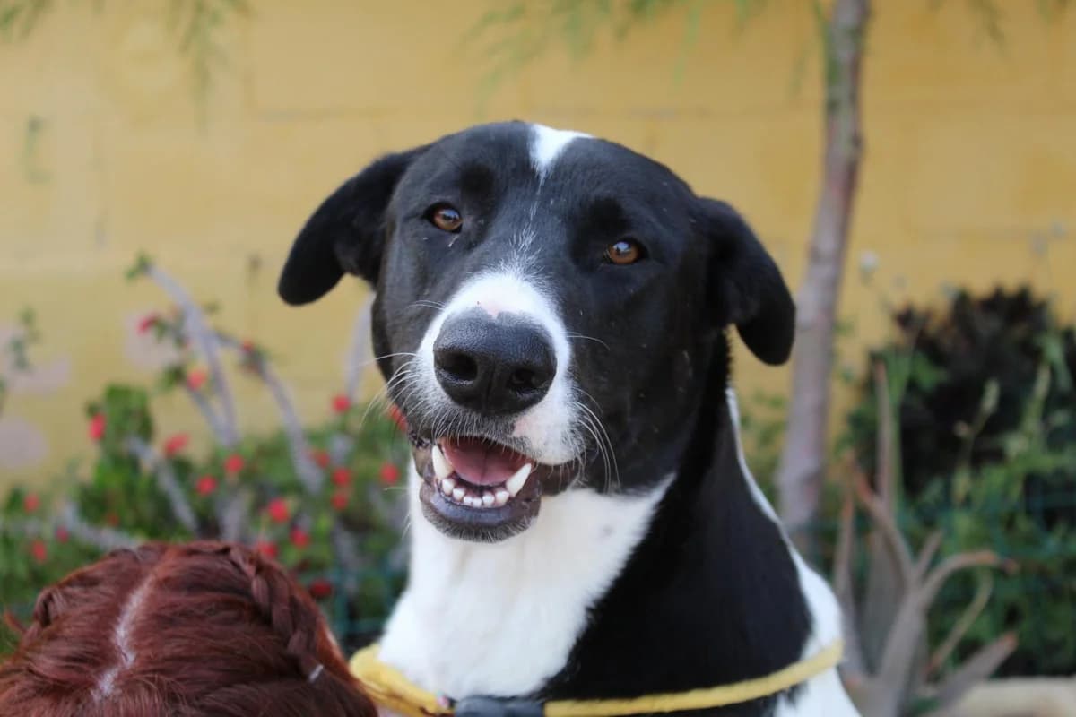 Atlas, Mixed Breed (Protectora Malaga)