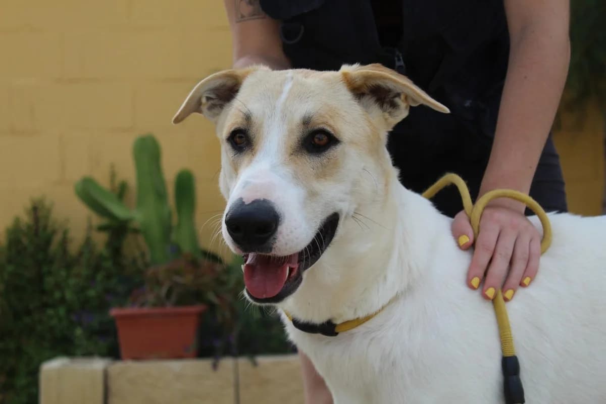 Clifford, Mixed Breed (Protectora Malaga)