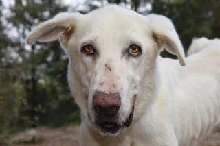 BANGA, male senior Mixed Breed for adoption at El Refugio Madrid, Madrid
