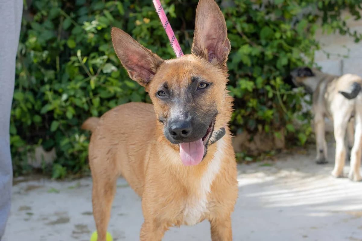 SCAR, Mixed Breed (Protectora Malaga)